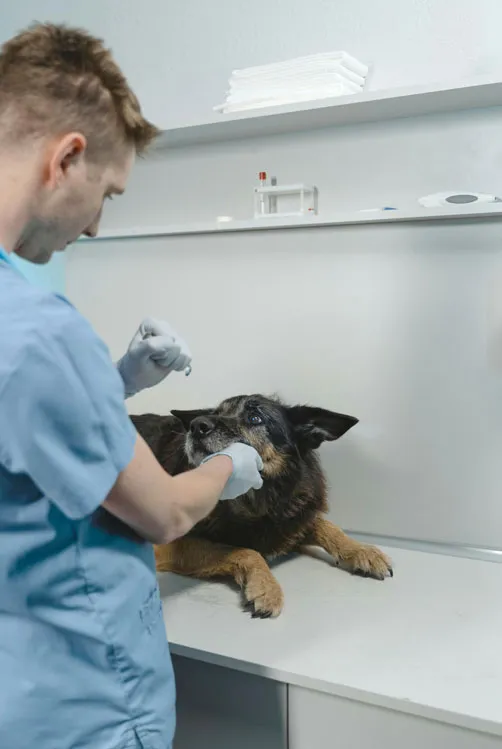 Veterinary Scrubs: Comfort and Durability for Vets and Vet Nurses